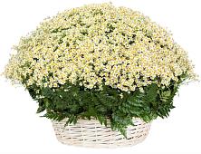 Цветочная композиция из Ромашки в корзине #REPLACE_PRED# Бесленеевской